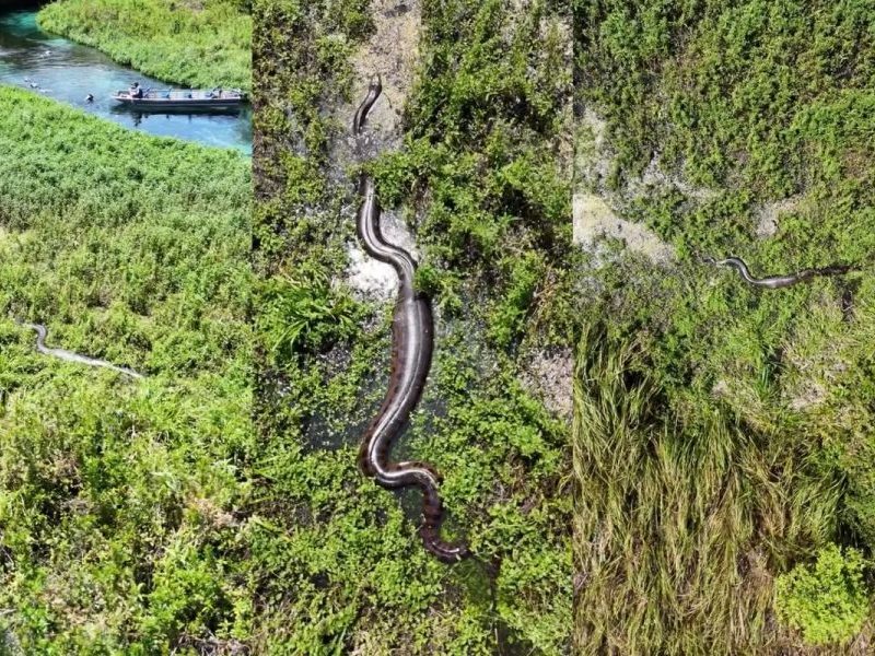 À procura de casal de sucuris, fotógrafo sobe drone e tem surpresa com cobras gigantes em Bonito