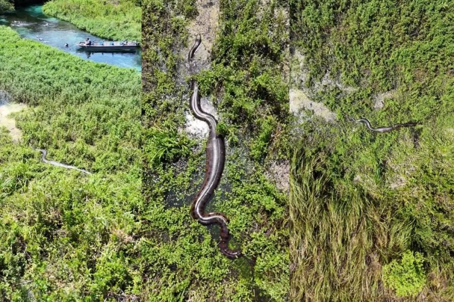 À procura de casal de sucuris, fotógrafo sobe drone e tem surpresa com cobras gigantes em Bonito