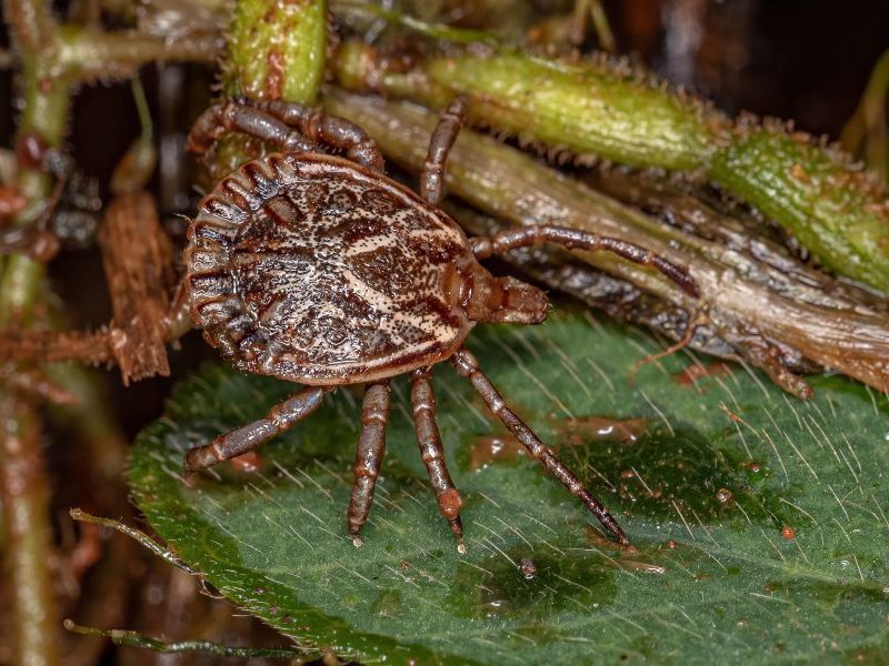 Amparo cria centro de emergência e vai realizar pesquisa sobre carrapatos após mortes por febre maculosa