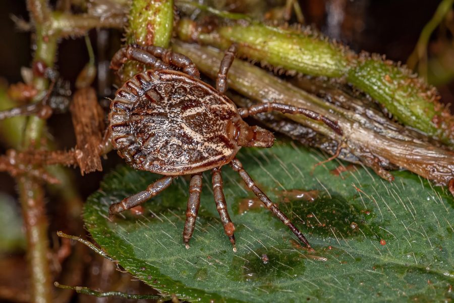 Amparo cria centro de emergência e vai realizar pesquisa sobre carrapatos após mortes por febre maculosa