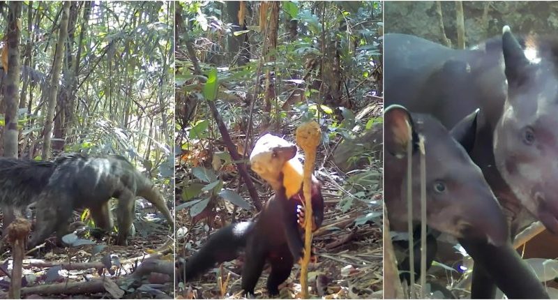 Câmeras flagram vida selvagem rara na Serra do Tepequém, em RR