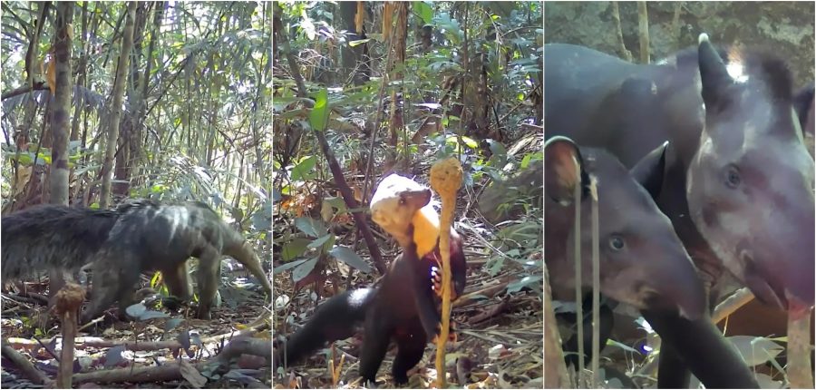 Anta toma banho com filhote, veados passeiam e araras curiosas são registradas por câmeras escondidas na floresta em RR