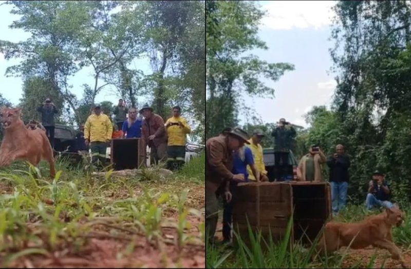 Após mais de 60 dias de tratamento, onça-parda atacada por cães volta à natureza em parque no interior de SP
