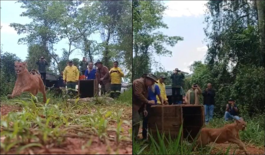 Após mais de 60 dias de tratamento, onça-parda atacada por cães volta à natureza em parque no interior de SP