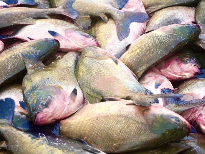 Após tambaqui entrar em lista de espécies ameaçadas, ministro garante que pesca e venda não serão proibidas
