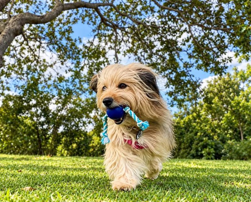 Arena das Dunas terá evento gratuito para pets e tutores, com música e feira de adoção