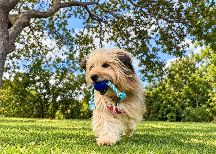 Arena das Dunas terá evento gratuito para pets e tutores, com música e feira de adoção