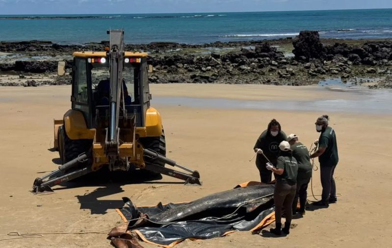 Baleia-piloto morre após encalhar no litoral do Rio Grande do Norte