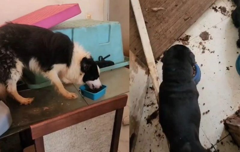 Animais abandonados sem água e comida são salvos em Vila Velha