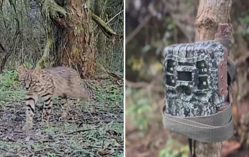 Câmeras registram animais raros no Pampa e ajudam pesquisadores a buscar felino ameaçado de extinção
