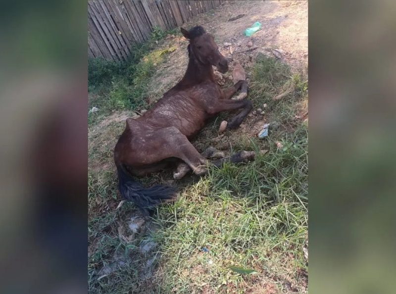 Cavalo debilitado é abandonado em rua de Santarém e moradora pede socorro