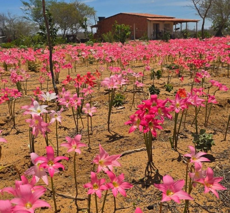 Cebola-brava floresce na Caatinga após chuva e viraliza