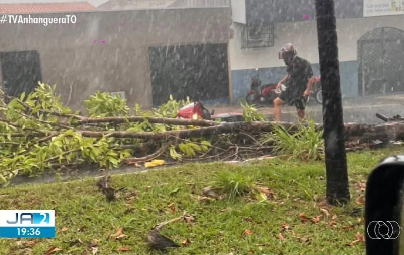 Chuva com ventos fortes derruba árvores e provoca estragos em Araguaína; Vídeo