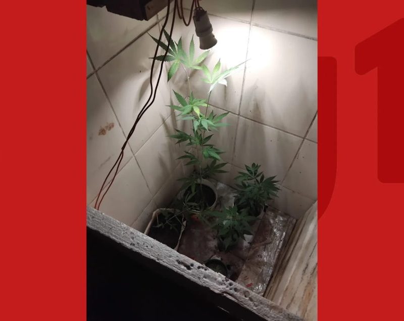 Denúncia de som alto termina com descoberta de cultivo de maconha em banheiro de casa e prisão de três pessoas na Bahia