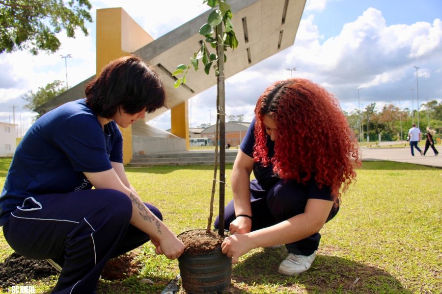 Em Criciúma, parques da Prefeitura e da Santa Luzia recebem o plantio de 400 mudas de árvores