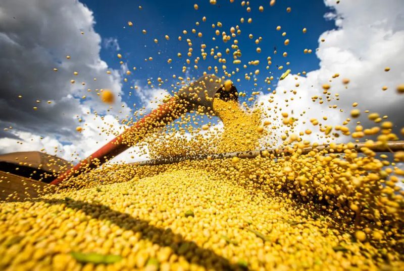 Estudo mostra necessidade de proteger soja para evitar perdas