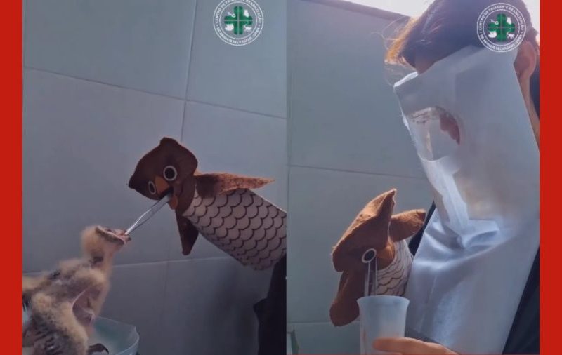 Filhotes de coruja encontradas em saco plástico passam por reabilitação com fantoches no PA; entenda