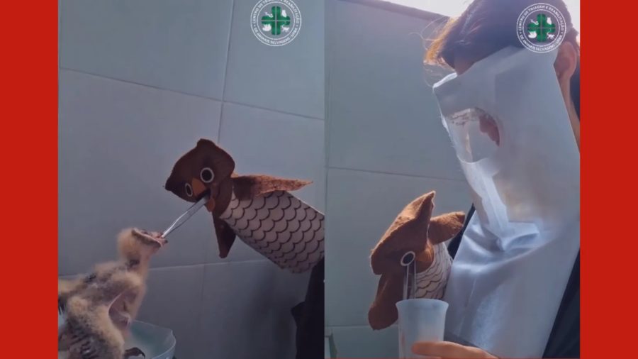 Filhotes de coruja encontradas em saco plástico passam por reabilitação com fantoches no PA; entenda