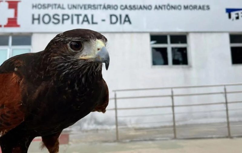 Gavião treinado protege hospital em Vitória contra infestação