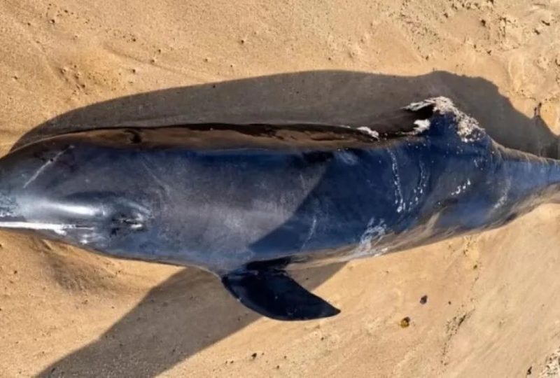 Golfinho é encontrado morto em praia de Salvador