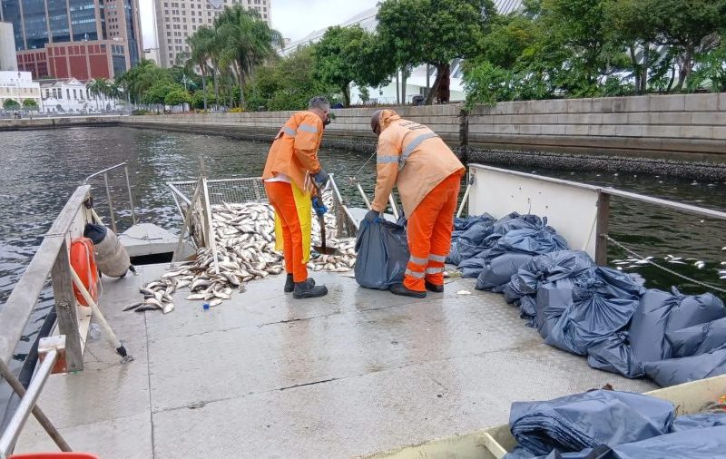 Grande quantidade de peixes mortos aparece na Baía de Guanabara, perto da Praça Mauá