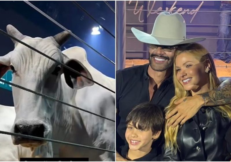 Gusttavo Lima investe R$ 12 milhões em vacas da raça Nelore