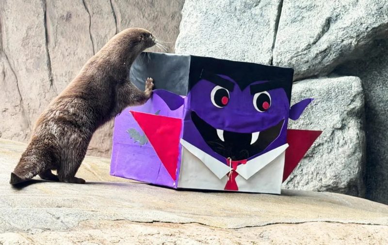 Halloween: animais ganham desafios ‘assustadores’ em aquário de SC com direito a fantasmas e caveiras