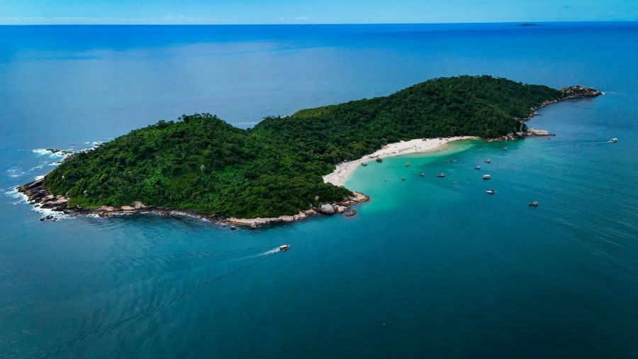 Ilha do Campeche realiza projeto inédito de manejo reprodutivo de quatis