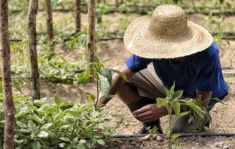Incra tem apenas uma servidora para mediar conflitos agrários no Amazonas, diz MPF