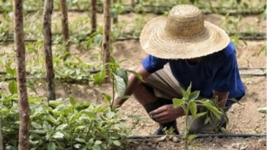 Incra tem apenas uma servidora para mediar conflitos agrários no Amazonas, diz MPF