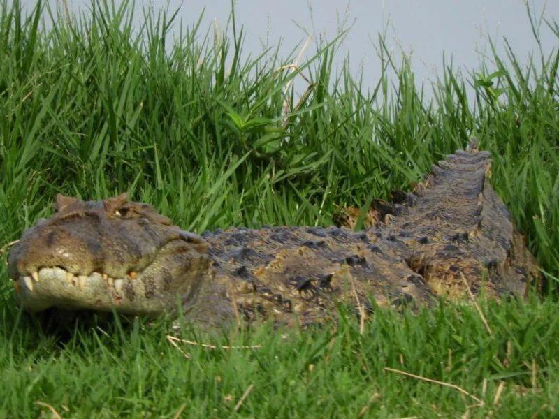Jacaré gigante de 2 metros surge sorrindo em lagoa de MS