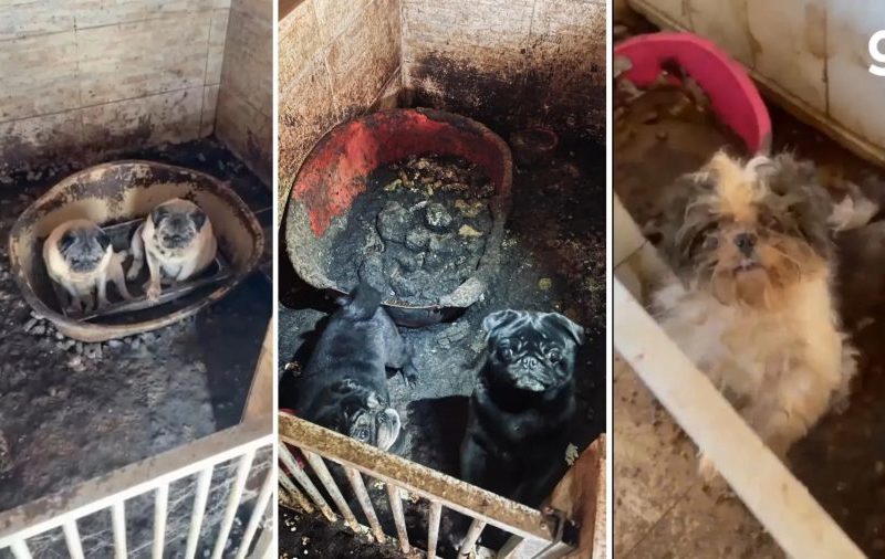 Justiça solta dono de canil onde 41 cães foram resgatados no RS