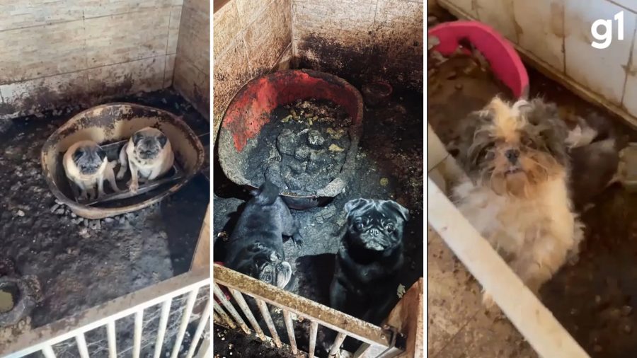 Justiça solta dono de canil onde 41 cães foram resgatados no RS