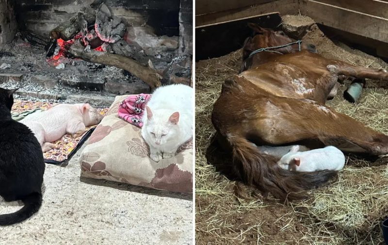 Leitoa salva de virar ceia ganha lar em ONG no Rio Grande do Sul
