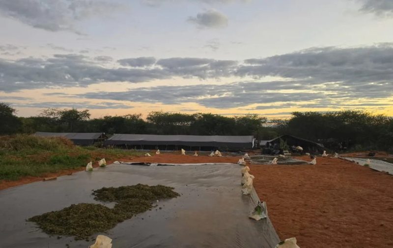 MP denuncia cinco pessoas por manter plantação de 290 mil pés de maconha no Ceará