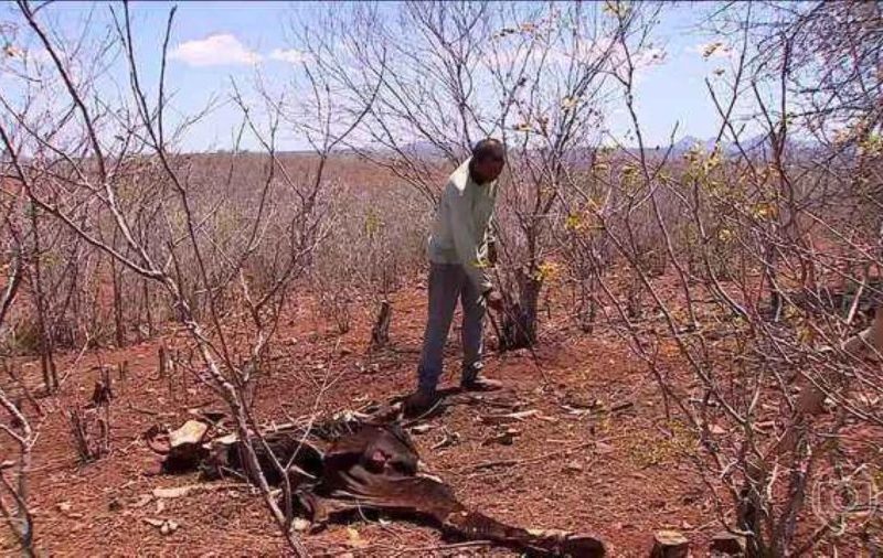 Seca extrema em Sergipe dizima rebanhos e gera crise