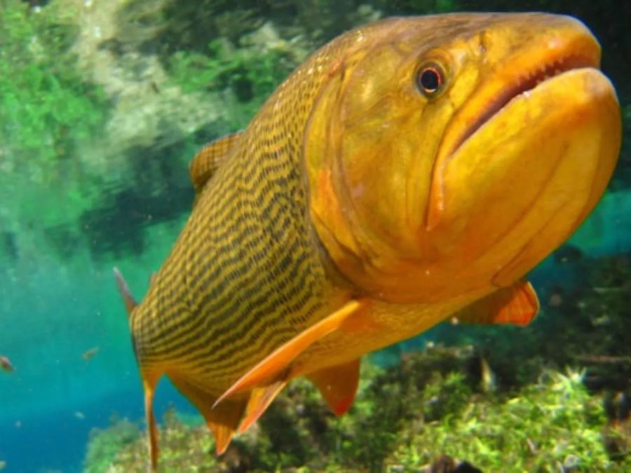 O peixe conhecido como ‘rei do rio’ que teve captura autorizada em MS apesar da proibição da pesca