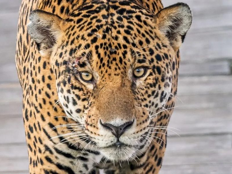 RN declara onça-pintada e outros mamíferos extintos no estado