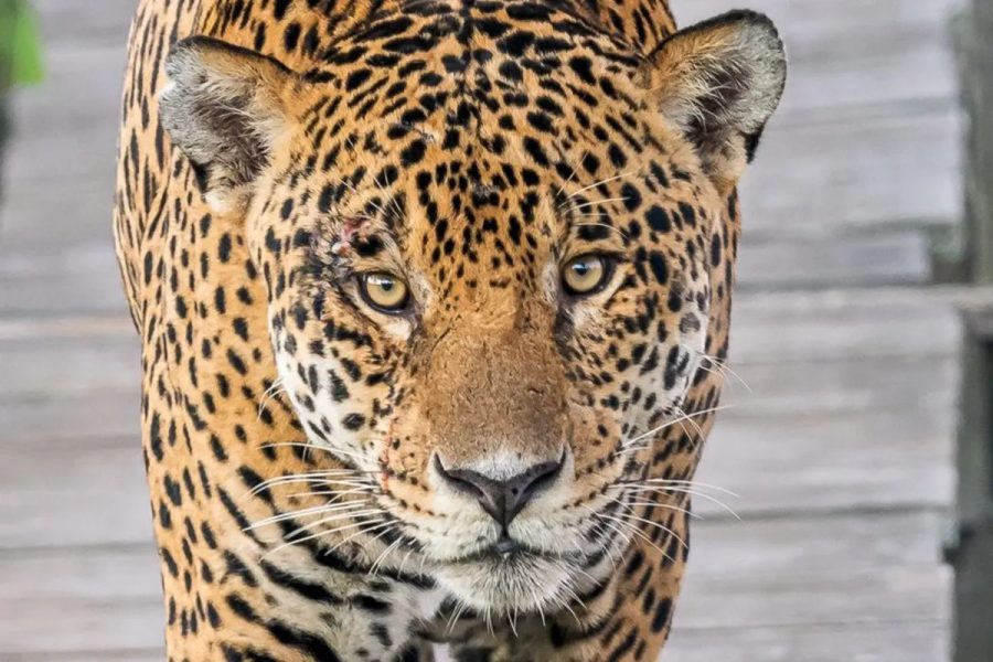 Onça-pintada, anta e queixada são consideradas extintas no RN; Idema lista mamíferos ameaçados