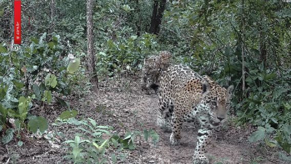 Onça-pintada que atacava gado surge com filhotes no Pantanal