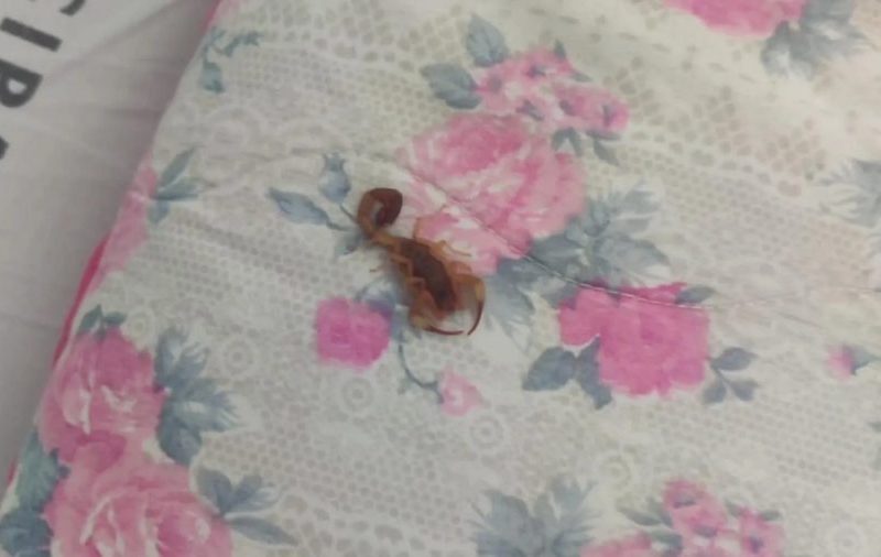 Paciente é picado por escorpião dentro de hospital em Foz do Iguaçu