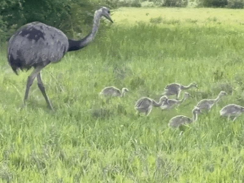 Pai ema cuida de dezenas de filhotes em flagrante no Pantanal