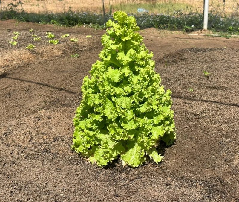 Pé de alface de 50 cm cresce em formato de árvore de Natal e chama atenção no RN