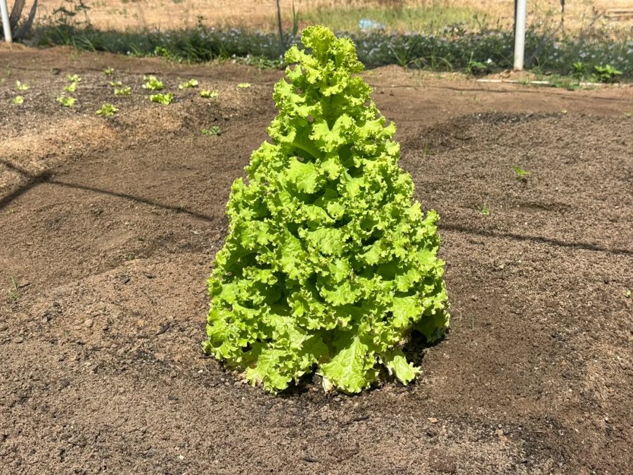 Pé de alface de 50 cm cresce em formato de árvore de Natal e chama atenção no RN
