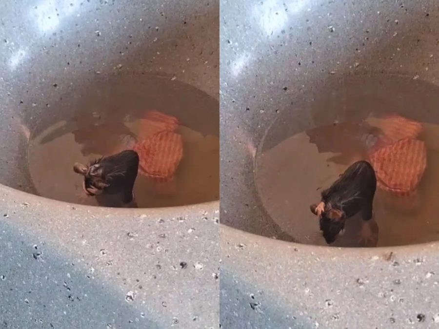Rato tomando banho em tanque surpreende pedagoga e viraliza no AC