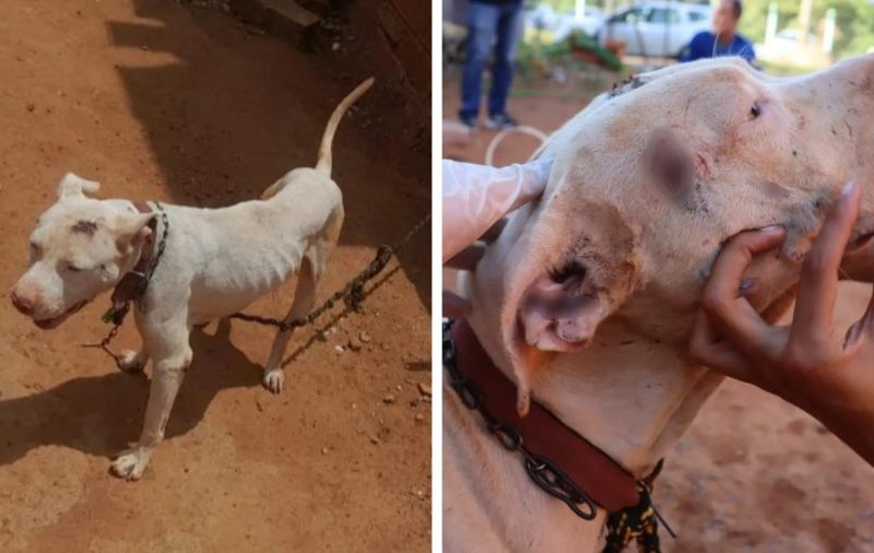 Pit bull é deixado acorrentado tomando sol e chuva por oito meses, e tutor é preso, diz polícia