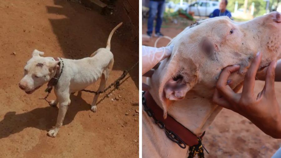 Pit bull é deixado acorrentado tomando sol e chuva por oito meses, e tutor é preso, diz polícia