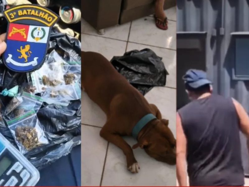 Pitbull solto na rua leva policiais a esconderijo de drogas e tutor é preso em Cuiabá