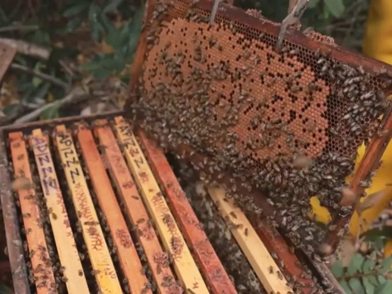Projeto resgata enxames de abelhas com caixas-isca em rodovia e pode aumentar produção de soja em MS