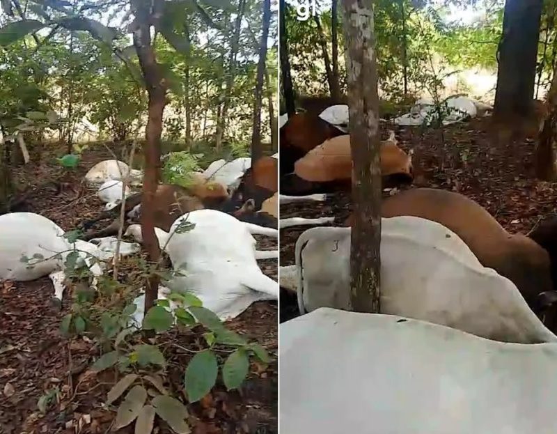 Rebanho de gado morre após ser atingido por raio em fazenda no TO; VÍDEO